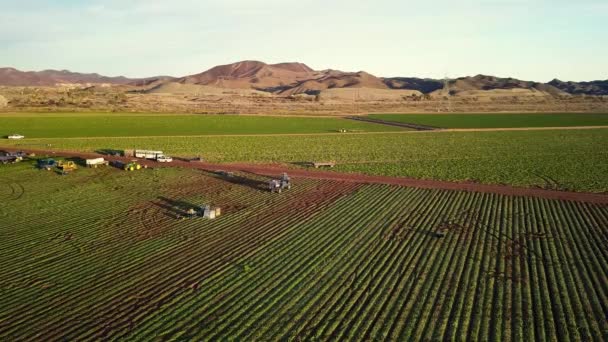 Luftaufnahme Mexikanische Arbeiter Auf Einer Farm Sonnigen Kalifornien — Stockvideo