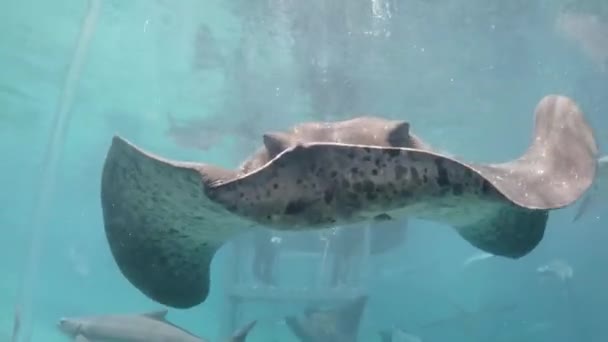 Stingray Zwemmen Tegen Glas Richting Camera — Stockvideo