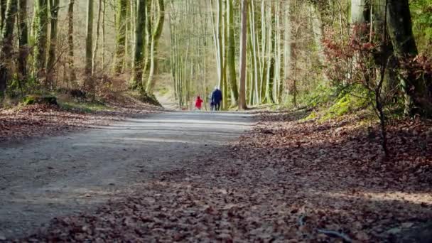 Pai Caminhando Com Seus Filhos Floresta — Vídeo de Stock