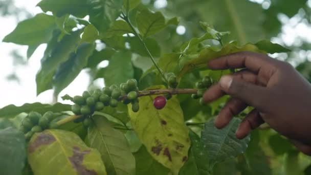 Kahve Çalılığındaki Kırmızı Kahve Çekirdeğini Gösteren Bir Adam — Stok video