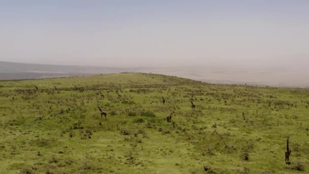 Numerous Giraffes Green Hills Serengeti Valley Tanzania — Stock Video