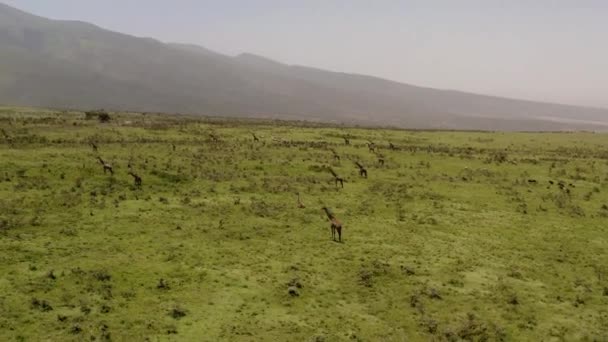 セレンゲティ渓谷の近くのNgorngoroの緑の丘の上に多くのキリン 遠くにサファリツアー車 — ストック動画