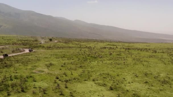 Dusty Road Safari Tour Cars Passing Giraffes Hill Ngorongoro Ridge — Stock Video