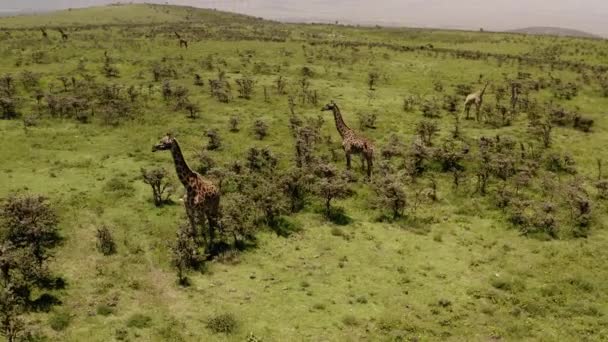 Family Giraffes Hill Side Ngorngoro Ridge Serengeti Valley Safari Tour — ストック動画