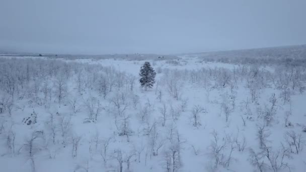 Die Offenen Ebenen Winter Norwegen Nahe Der Schwedischen Grenze Luftaufnahme — Stockvideo