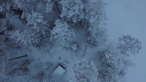 Frozen Lake Forest Borgvattnet Sweden Filmed Drone Day — Stock Video