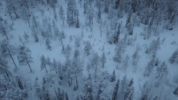 Zamarznięte Jezioro Las Pobliżu Borgvattnet Szwecja Nagrywane Dronem Ciągu Dnia — Wideo stockowe