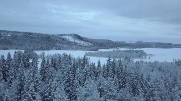 Frozen Lake Forest Borgvattnet Sweden Filmed Drone Day — Stock Video