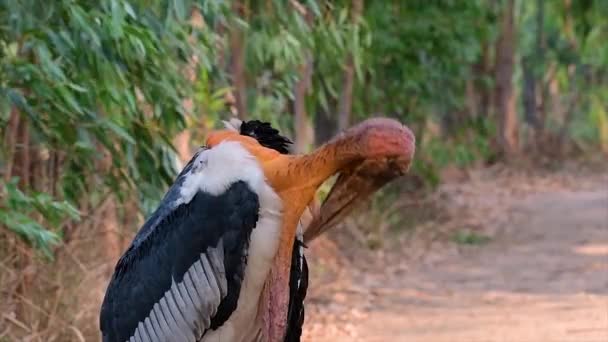 Ein Großer Vogel Aus Der Storchenfamilie Der Südasien Häufig Vorkommt — Stockvideo