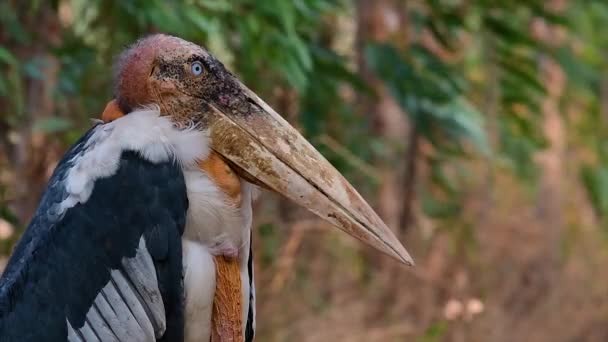 Gran Pájaro Familia Stork Común Sur Asia Ahora Peligro Debido — Vídeo de stock