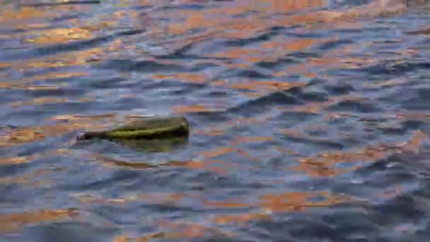 Flaschenpost Schwimmt Einem Von Der Sonne Reflektierten Fluss — Stockvideo