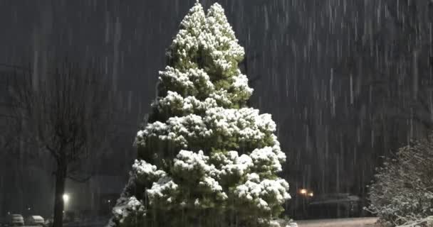 Heavy Snow Falling Green Tree — Αρχείο Βίντεο