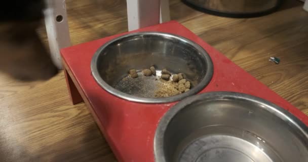 Rat Terrier Eating Her Food Bowl — Stockvideo