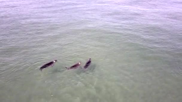 Aerial View Seals Swimming Away Release Rehabilitation Netherlands — Stok video