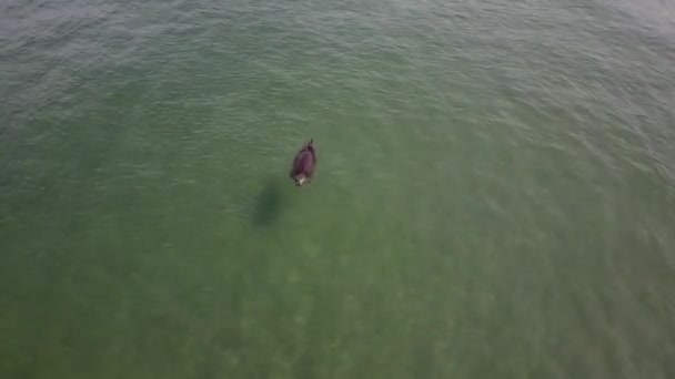 Aerial View Seal Swimming Away Release Rehabilitation Netherlands — Αρχείο Βίντεο