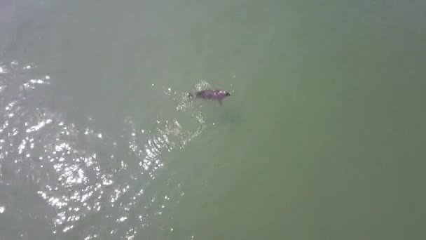 Aerial View Seal Swimming Away Release Rehabilitation Netherlands — Stok video