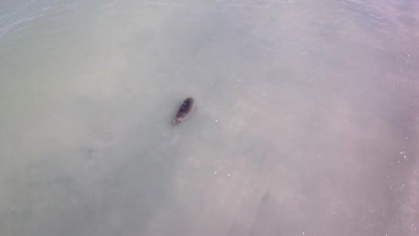 Aerial View Seal Swimming Away Release Rehabilitation Netherlands — Αρχείο Βίντεο