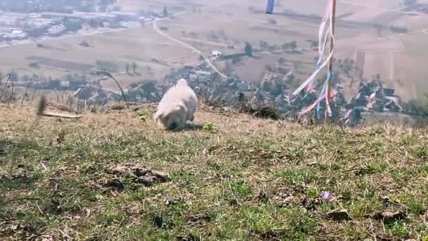 Ευτυχισμένο Σκυλί Λευκό Τεριέ West Highland Απογειώνεται Και Τρέξει Αργή — Αρχείο Βίντεο
