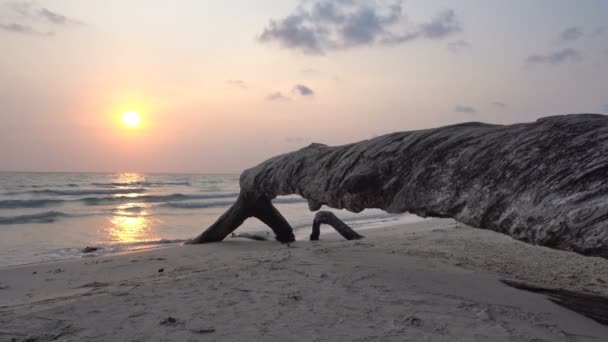 Baumwurzel Greift Nach Dem Wasser Strand Bei Sonnenuntergang — Stockvideo