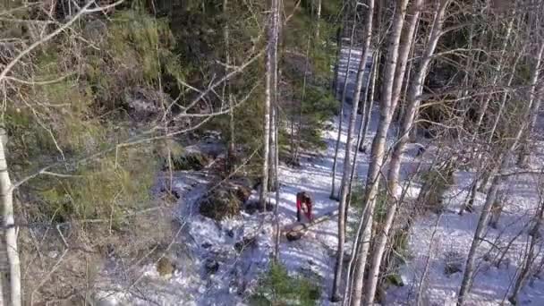 Luftaufnahmen Holzarbeiten Baumfällarbeiten Wald — Stockvideo