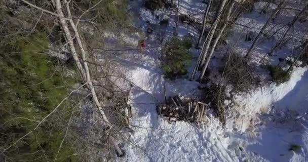 Aérea Hombre Cortando Árboles Bosque Caminando Por Bosque Motosierra Hacha — Vídeo de stock