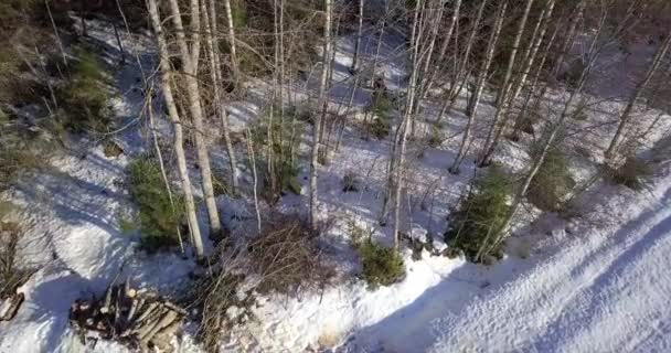 Aerial Drone Shot Man Cutting Trees Forest Using Chainsaw — Stockvideo