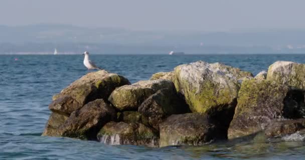 坐在水里岩石上的海鸥 — 图库视频影像