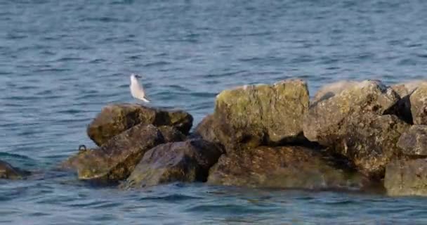 Una Gaviota Sentada Sobre Una Roca Agua — Vídeos de Stock