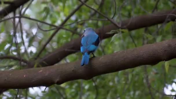 Ein Ostafrikanischer Blauer Mangroven Eisvogel Sitzt Einem Ast Und Fliegt — Stockvideo