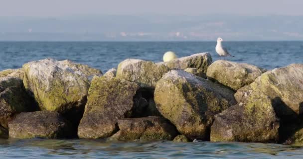 Sudaki Kayanın Üzerinde Oturan Bir Martı — Stok video