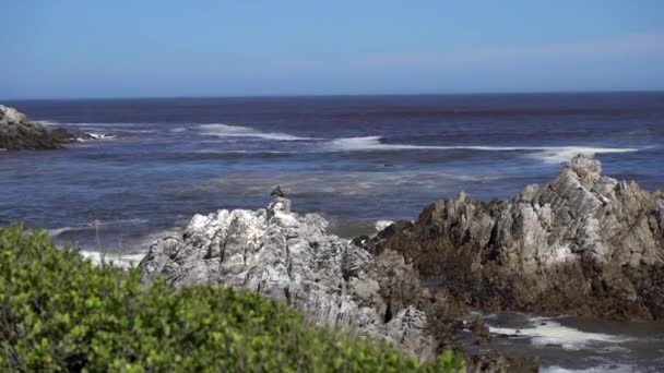 Cormorant Bird Spreads His Wings While Sitting Rock Next Sea — Stock video