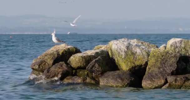Ένας Γλάρος Κάθεται Ένα Βράχο Στο Νερό — Αρχείο Βίντεο