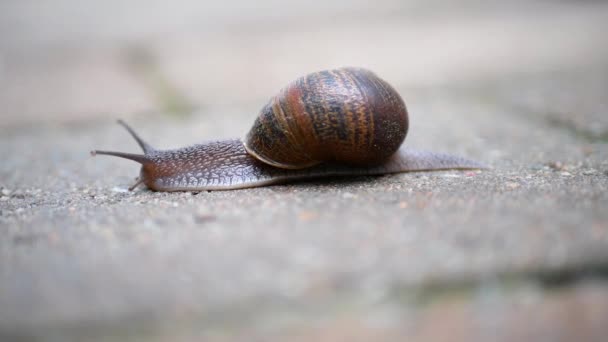 Macro Snail Crossing Road Spain — Vídeo de Stock