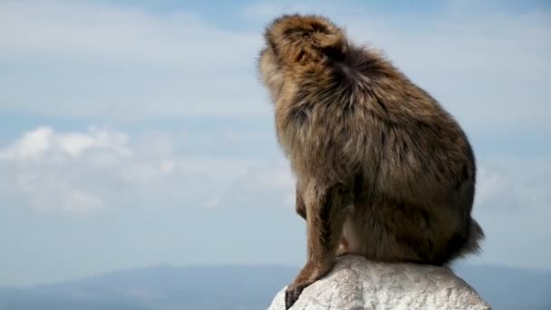 Monkey Gibraltar Overlooking City — 비디오