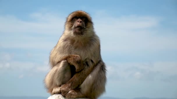 Macaco Gibraltar Com Vista Para Cidade — Vídeo de Stock