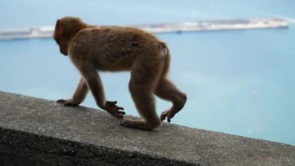 Joven Mono Valiente Explorando Gibraltar — Vídeo de stock