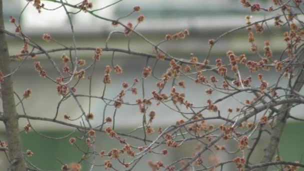 Another Tree Branches Slow Motion Shot — Stock Video