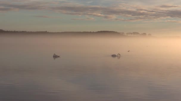 Misty Zonsondergang Loch Skene Met Zwanen Die Zich Voeden — Stockvideo