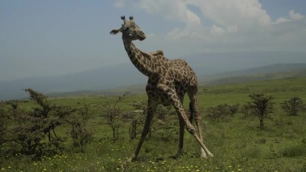 Καμηλοπάρδαλη Τρώει Γρασίδι Στο Λόφο Του Ngorongoro Κορυφογραμμή Τανζανία — Αρχείο Βίντεο