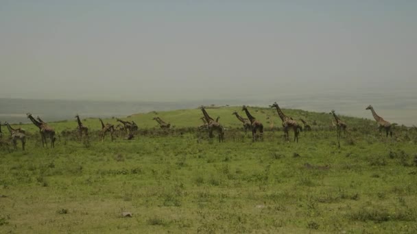 Giraffes Green Hills Ngorngoro Ridge Conservation Area Tanzania — Stock Video