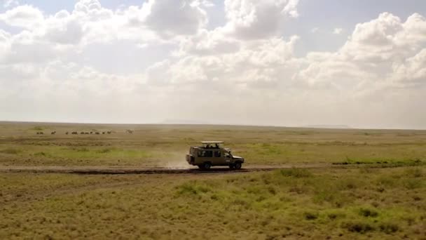 Safari Tour Car Driving Road Serengeti National Park Sunny Day — Stock Video