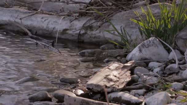 Ein Mann Kniet Sich Ein Flussufer Und Steckt Eine Flaschenpost — Stockvideo
