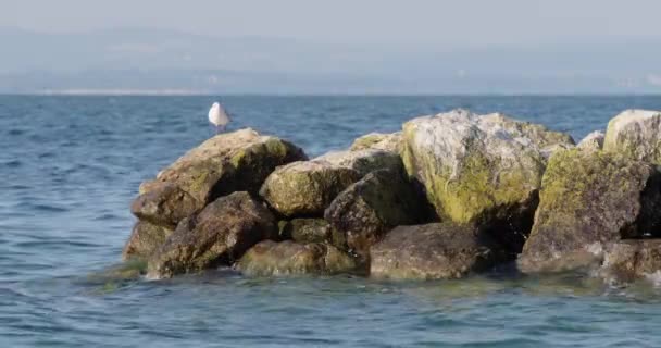 Bir Martı Suda Bir Kayanın Üzerinde Oturuyor Uçup Gidiyor — Stok video