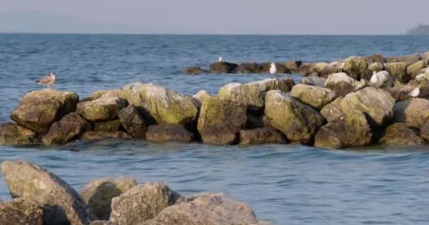 水中の岩の上に座っているカモメは — ストック動画