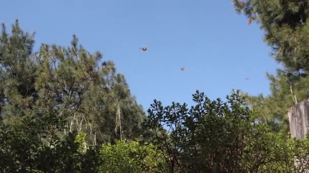 Vue Panoramique Ralenti Des Papillons Monarques Volant — Video