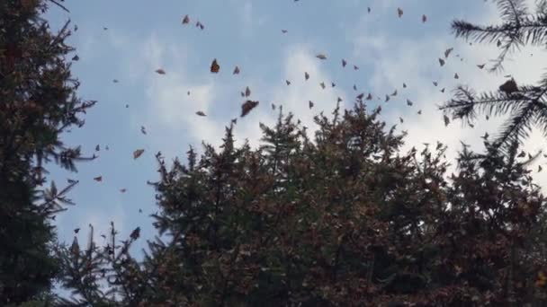 Slow Motion Shot Several Monarch Butterflies Flying — стокове відео