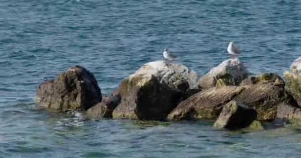 Two Seagulls Sitting Rock Water — Αρχείο Βίντεο