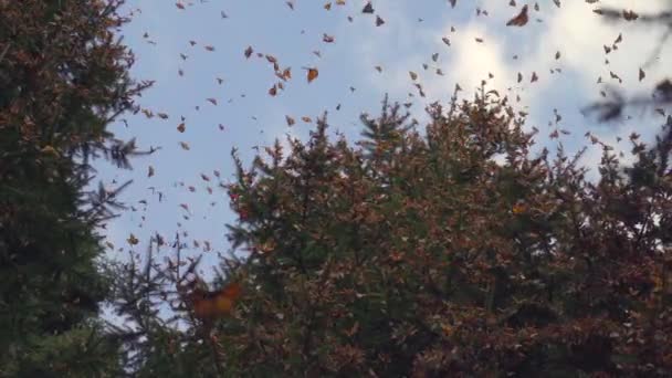 Slow Motion Shot Several Monarch Butterflies Flying — Vídeo de Stock