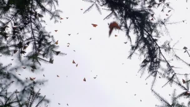 Slow Motion Shot Several Monarch Butterflies Flying — Video