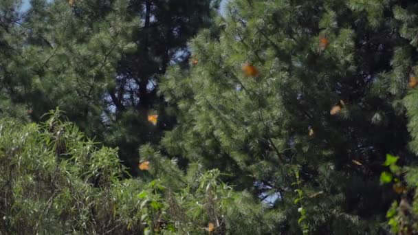 Slow Motion Shot Monarch Butterflies Flying — Stockvideo